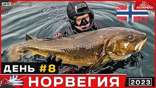 Трофейная треска на 17кг в Норвежском море.Подводная охота в Норвегии 8 день