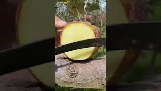 Farm fresh ninja fruit 163 | Relaxing and amazing fruit cutting skills #Shorts