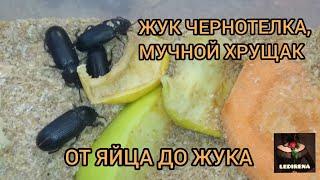 ЖУК-ЧЕРНОТЕЛКА, МУЧНОЙ ХРУЩАК, ОТ ЯЙЦА ДО ЖУКА