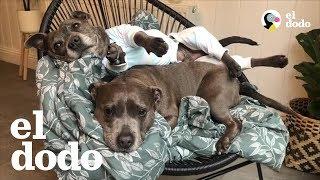 Par de pitbulls mimados tienen su propio cuarto | El Dodo