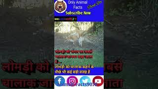 Fox  के बारे में रोचक तथ्य #ytshort #viral #fact #animals #trending #shortfeed