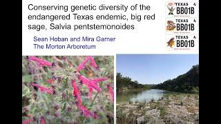 Wildlife Diversity Webinar | Conserving Genetic Diversity of the Big Red Sage