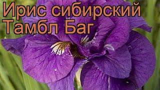 Ирис сибирский Тамбл Баг (iris sibirica)  ирис Тамбл Баг обзор: как сажать рассада ириса Тамбл Баг