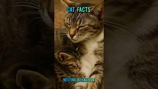 100 Days Of Cat Facts: Day 69 Nesting Behaviour #cat #catfacts #viralshort #shorts #trending