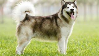 Alaskan Malamutes: A Working Heritage - What Makes Them Special?