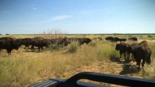 The Texas Bucket List - Caprock Canyons State Park