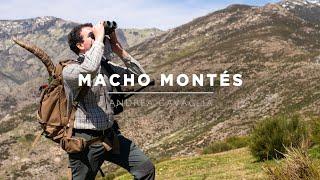 MACHO MONTÉS | Caccia allo Stambecco di Gredos