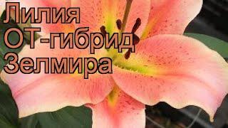 Лилия от-гибрид Зелмира (lilium ot-hybrid zelmira)  обзор: как сажать, луковицы лилии Зелмира