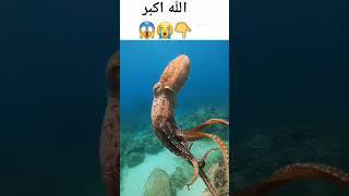 Alhamdulillah #lifewithislam #viral #islamic #shorts