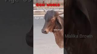 Malika -Brown Age-09 Indian Desi #cow #cowbreed