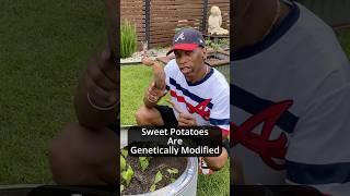 Sweet potatoes and genetically modified #summeronshorts