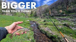 I Caught a Surprisingly Big Native Fish in This TINY Creek (Tenkara Fly Fishing)