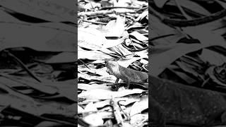 Camouflaged Lizard #nature #fragileearth #fragile #lizard #cute #reptiles #camo