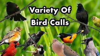 Common Backyard Songbirds - Bird Calls of Ontario - Bird Calls, Songs and Sounds and Chirps