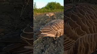 Чучела белолобого гуся Duck Mania Elite