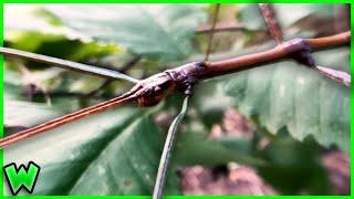 The Stick Insect - Your NEW Favorite Insect!