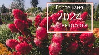 Распаковка Гортензии из Светофора -Маяка. Саженцы цветов для сада.