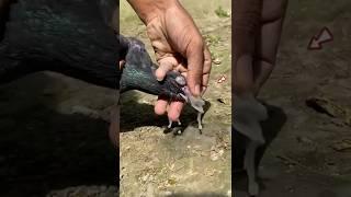 digestive problems #shorts #short #pigeon #birds #yt #trending #kabutar #kabootar #love #pets