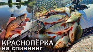 КРАСНОПЕРКА  ГНЁТ СПИННИНГ В ДУГУ! Мормышинг в деле. Ловля красноперки на спиннинг