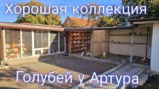 Хорошая коллекция голубей (гон)