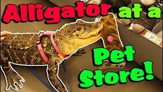 My Alligator Picks out a New Toy at the Pet Store!