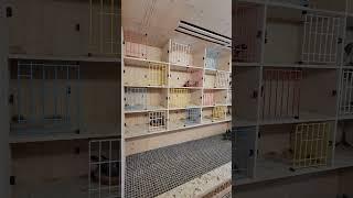 Breeding loft of Oscar Devries,Bayers feed, Racing pigeon-Kabutar