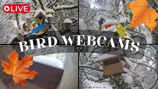 LIVE  Bird Cams 24/7 ｜Caméras oiseaux 24/7 - 7am ️ DAY ️  7pm ️ NIGHT 