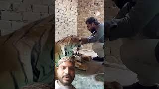 #tiger 850 funnyvideo facial Rk like subscribeKaren o #actionstar #tigerbaby
