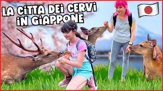  Nella città dei Cervi  Nara - Giappone 