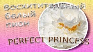 Восхитительный белый пион PERFECT PRINCESS / Сад Ворошиловой