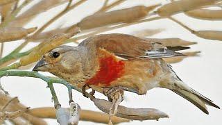 Common linnet Calling and Feeding Linaria cannabina Song Canto Pintarroxo