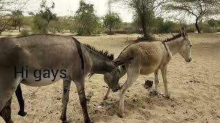Donkey mating video