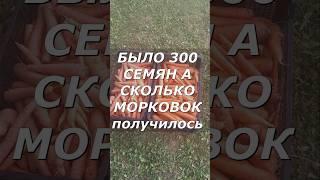 Было 300 семян А сколько морковок получилось #сад #дача #загородныйдом #огород