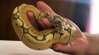 Handling a Defensive Ball Python #ballpython #snake #reptiles #pets #tips #animals #wildlife #fyp