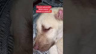Hayvanlar Rüya Görür Mü?