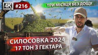 Заготівля силосу 2024  Пекельна спека  Огляд кукурудзи  і соняшника 