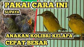 Cara Meloloh Anakan Burung Kolibri Kelapa / Manggar Agar Cepat Besar || Dijamin Berhasil