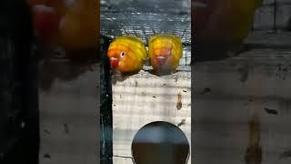 Red masks yellow affrican love birds breeding #addiction #pet2023