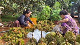 Sáng ra vườn bất ngờ vì sầu chính quá nhiều mấy dì phụ soạn hàng để kịp giao khách | thôn nữ cà mau