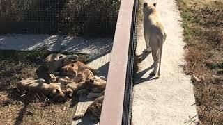 Львица Джуна - заботливая  мама! Lioness June is a caring mom!