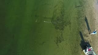 Taimen fly-fishing. Drone footage of taimen refusing flies on Munikan river