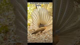 Birds You never scene before#cute #beautiful #unique #amaizing #birds #nature #shots#shorts