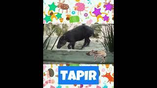 Animal Sounds for Kids | TAPIR 