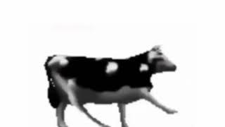 Polish Cow - low quality