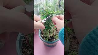 Portulaca bonsai idea #shortvideo #garden #howtogrowportulaca #gardening #gardenflower #flowers