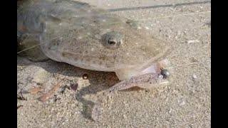 IFISHTV Forster Tuncurry Flathead Fishing Landbased with Soft Plastics