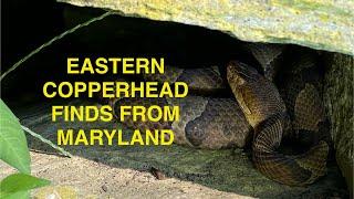 Eastern Copperhead finds from Maryland in 2024