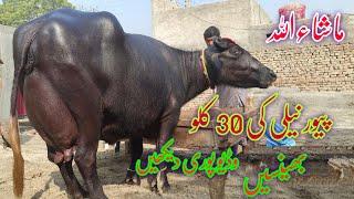 Top Milikng Nili Ravi Buffalo's for sale in punjab pakistan on youtube 28 October 2024