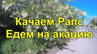 Качаю рапс и еду на акацию