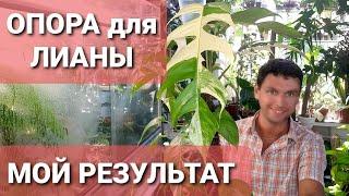 ОПОРА ДЛЯ ЛИАН ЗАЧЕМ ОНА НУЖНА? МОИ РЕЗУЛЬТАТЫ